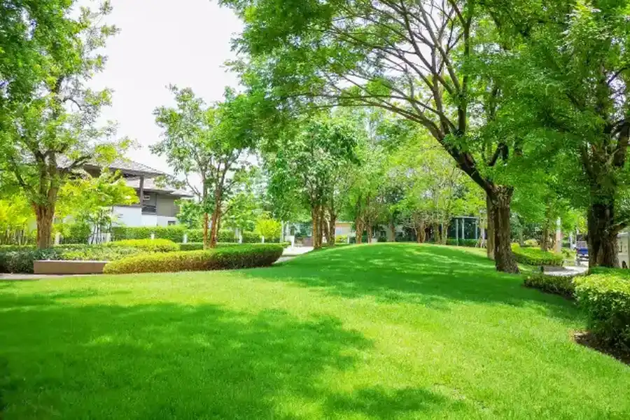 Common Lawn Issues And How Proper Maintenance Resolves Them Madison, WI